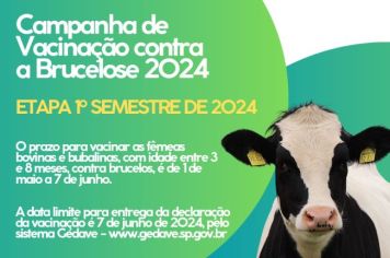 CAMPANHA DE VACINAÇÃO CONTRA A BRUCELOSE 2024