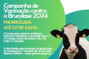 CAMPANHA DE VACINAÇÃO CONTRA A BRUCELOSE 2024